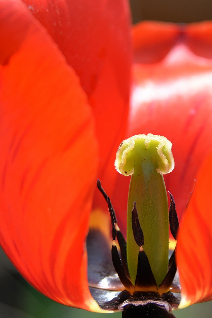 tulip blossom bloom free photo