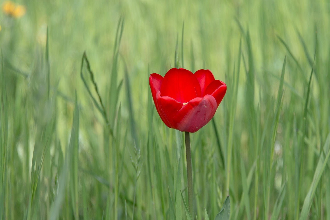 tulip blossom bloom free photo