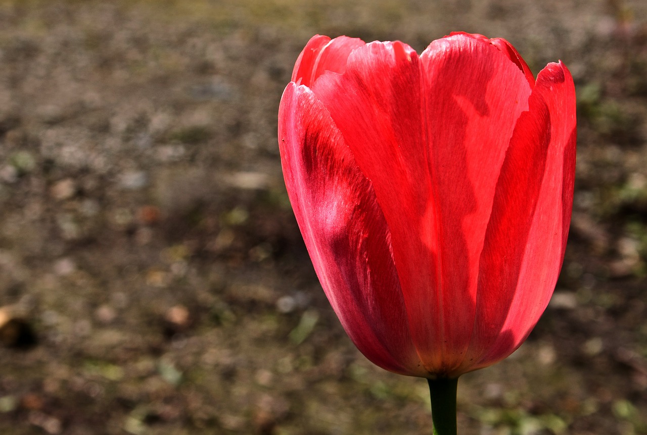 tulip flower nature free photo