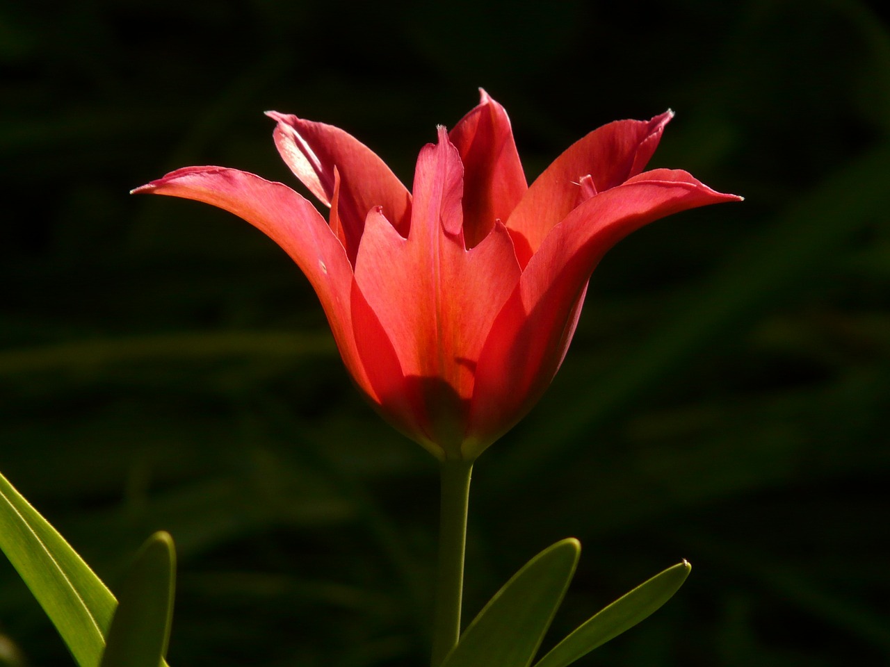 tulip red back light free photo