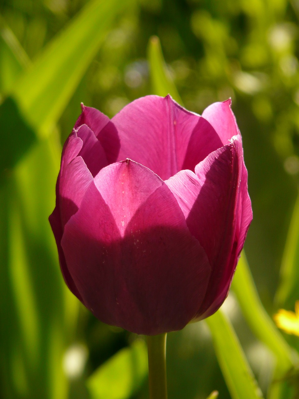 tulip pink back light free photo