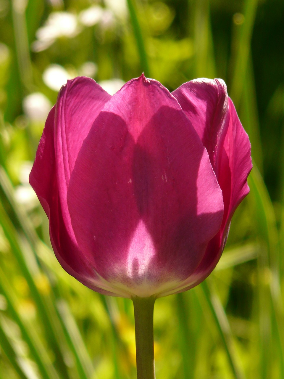 tulip pink back light free photo