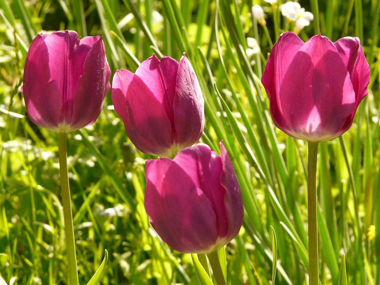 tulip pink back light free photo