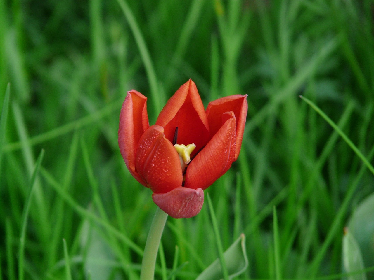 tulip red beautiful free photo