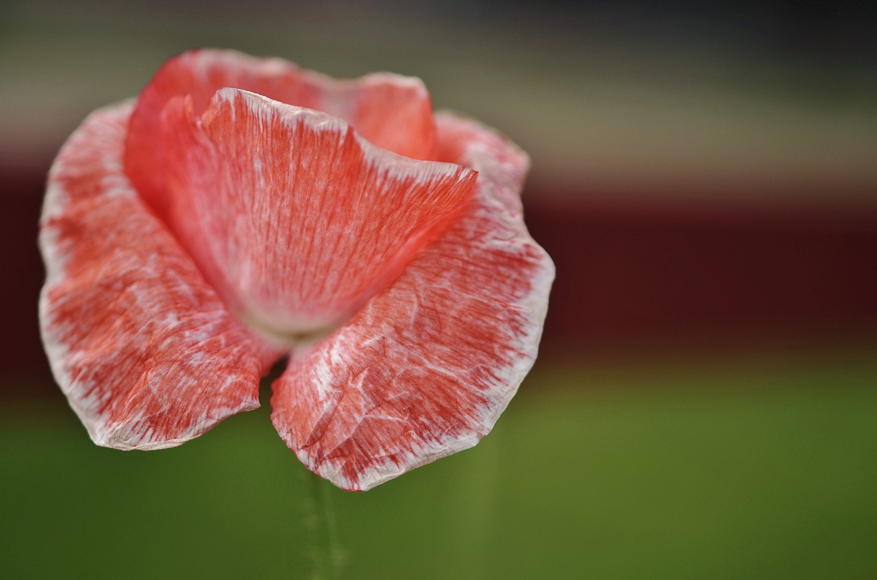 tulip red nature free photo