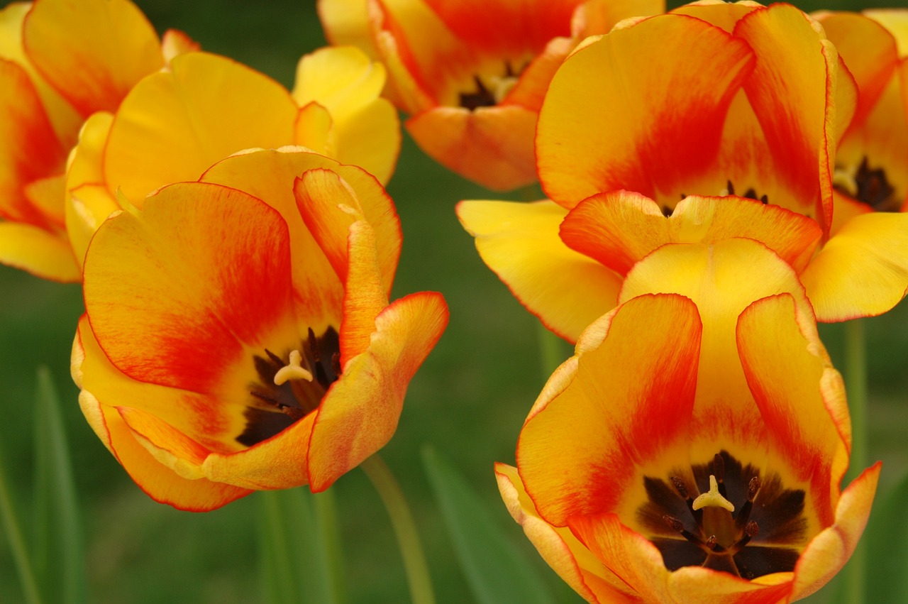 tulip yellow garden free photo