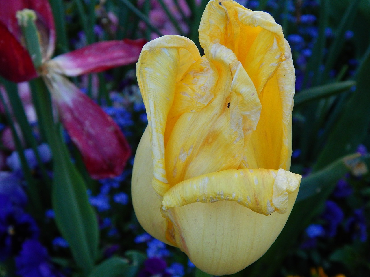 tulip flowers nature free photo