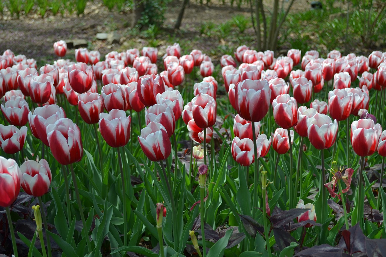 tulip flower floral free photo