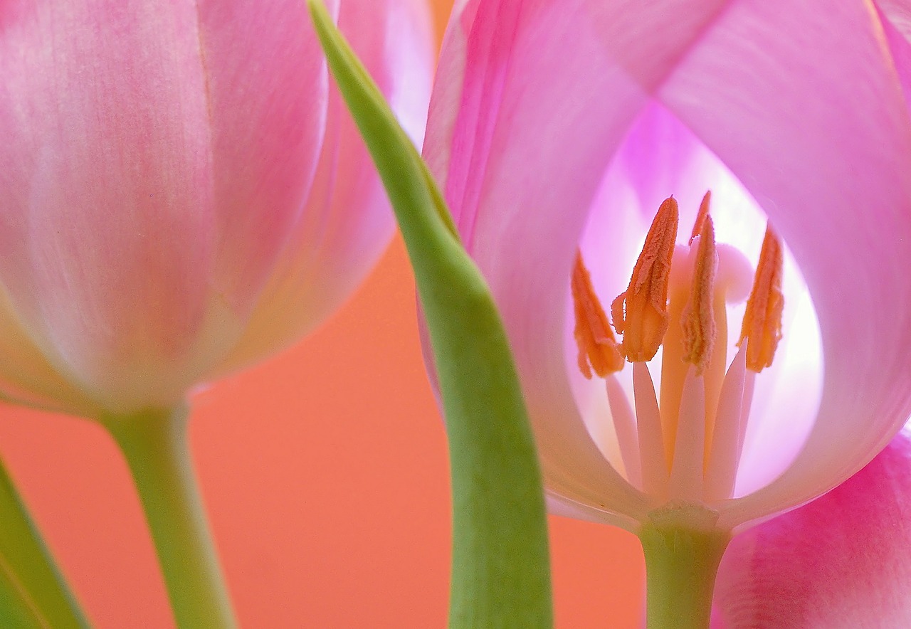 tulip flower blossom free photo