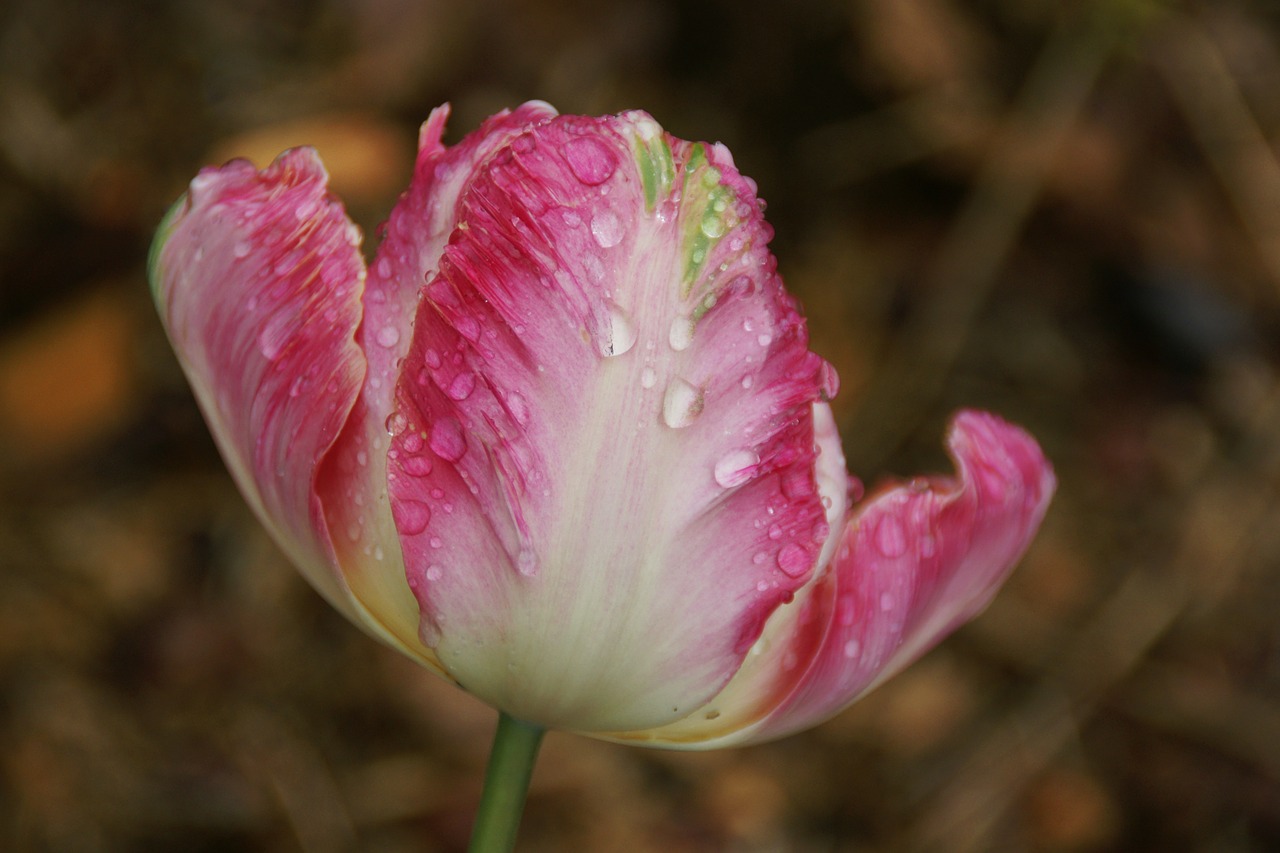 tulip flower waterdrop free photo