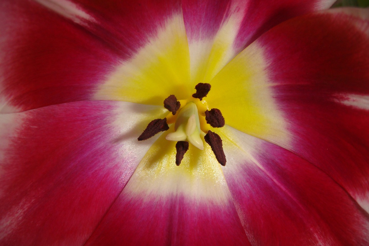 tulip garden outdoor free photo