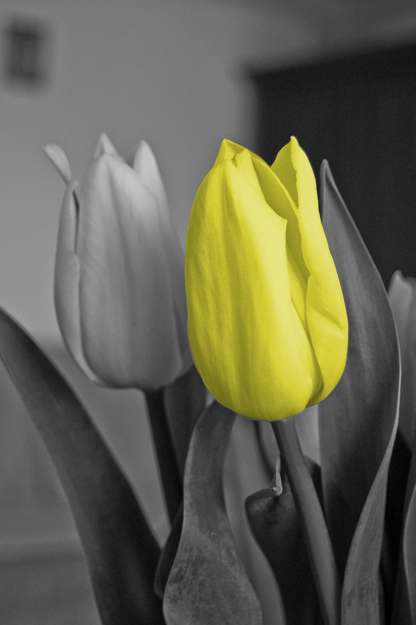 tulip yellow flower free photo