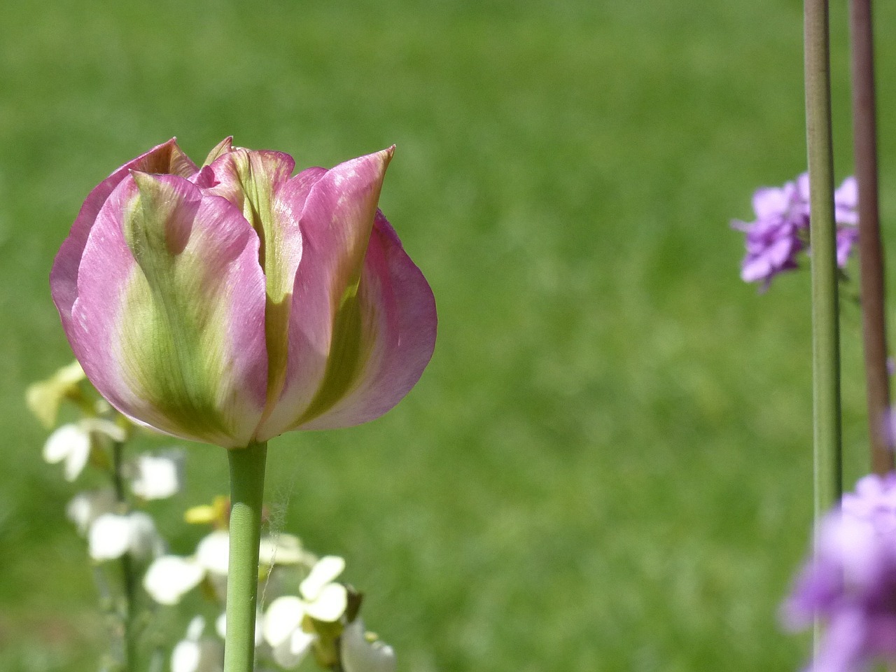 tulip spring flowers free photo