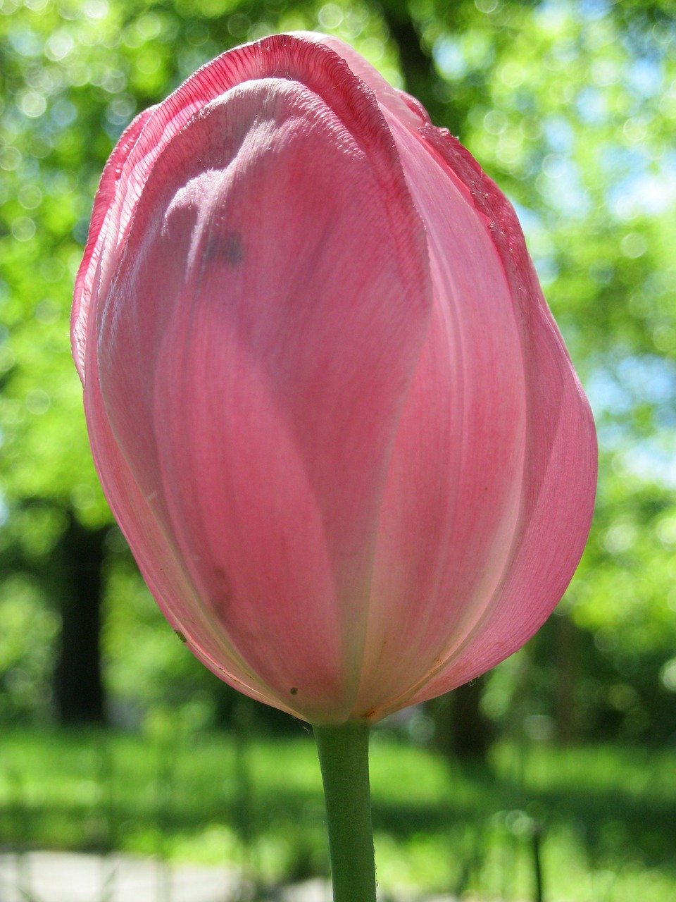 tulip pink flower free photo