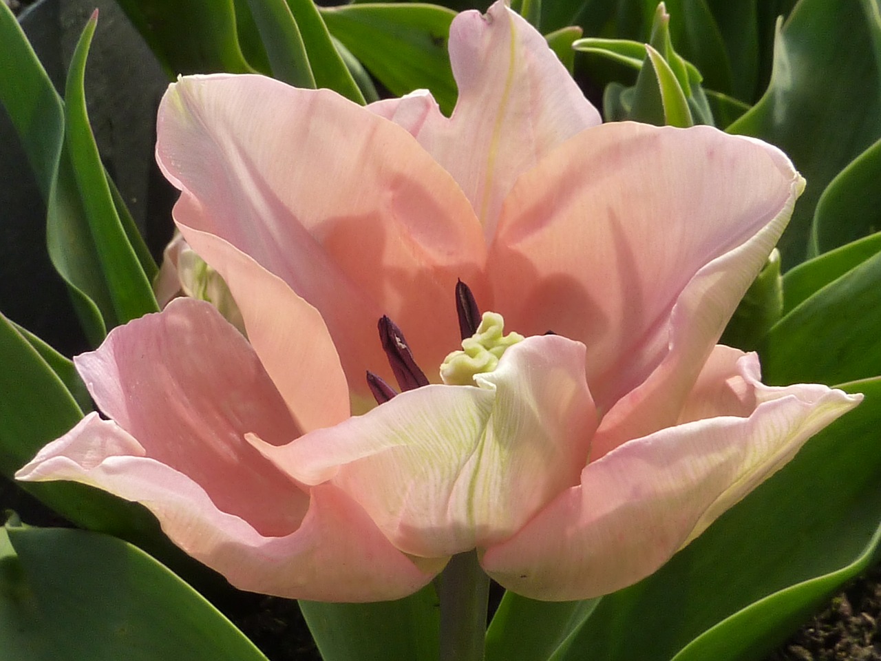 tulip flower pink free photo