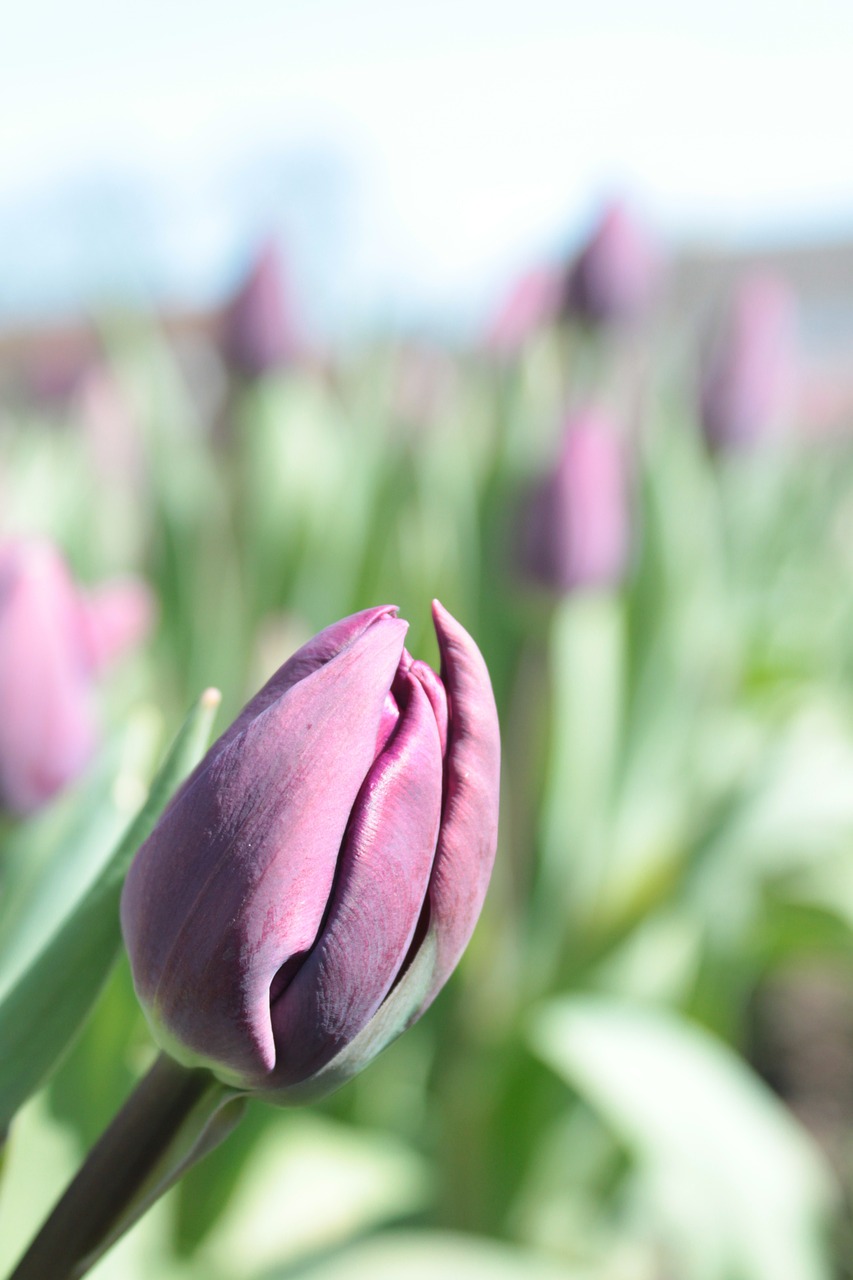 tulip purple blossom free photo