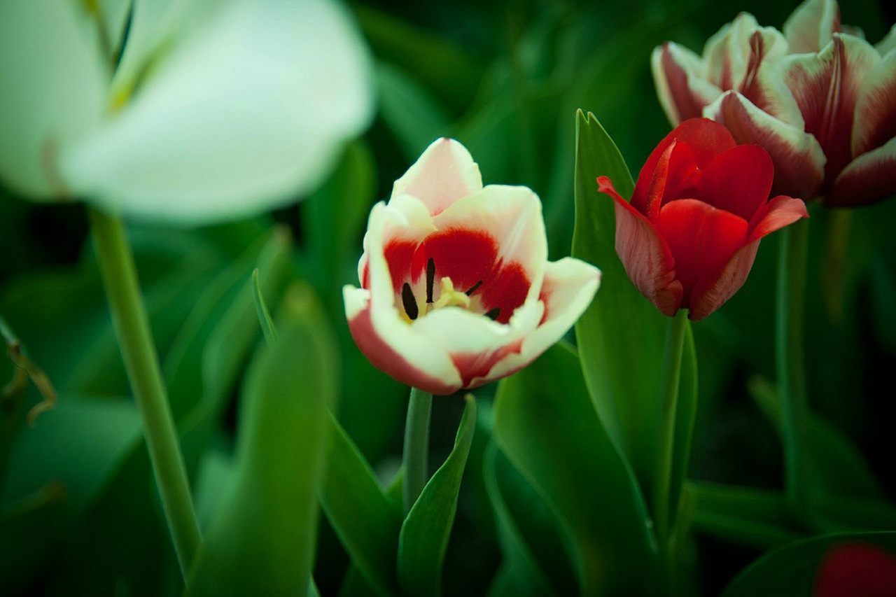 tulip flowers spring free photo