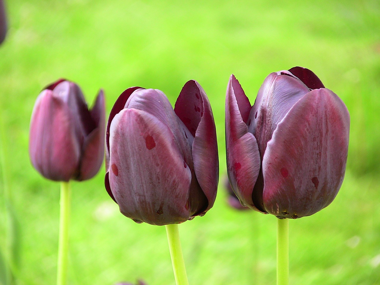 tulip spring flower free photo