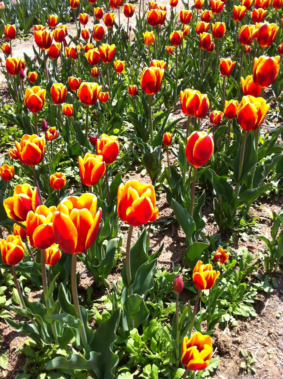 tulip park flowers free photo