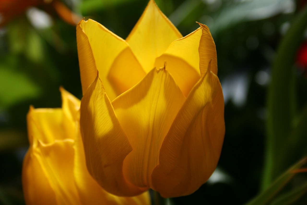 tulip flower yellow free photo