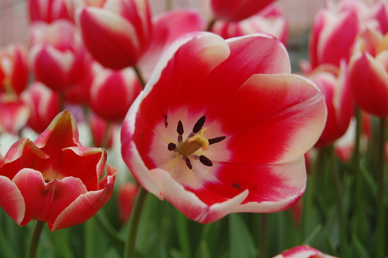 tulip pink spring free photo