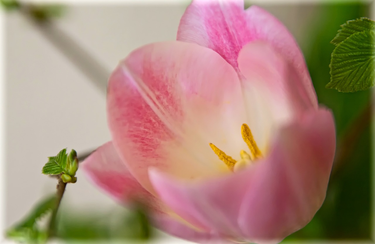 tulip macro pink free photo