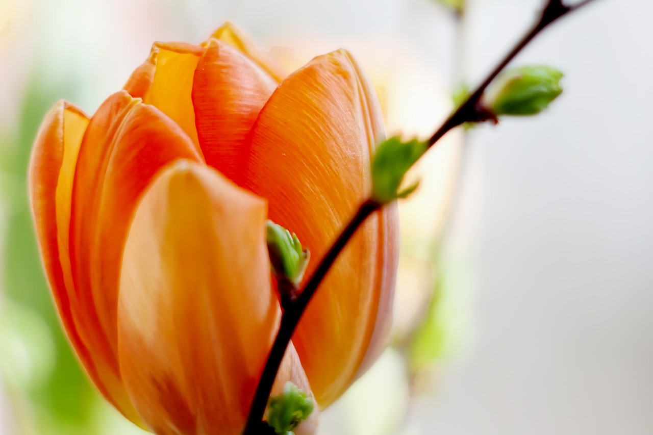 tulip macro orange free photo