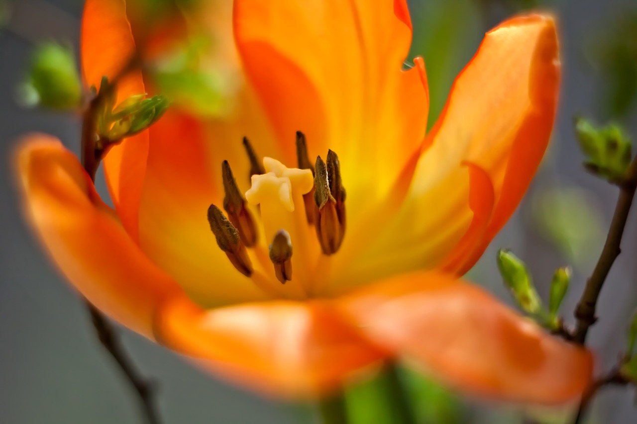 tulip macro orange free photo