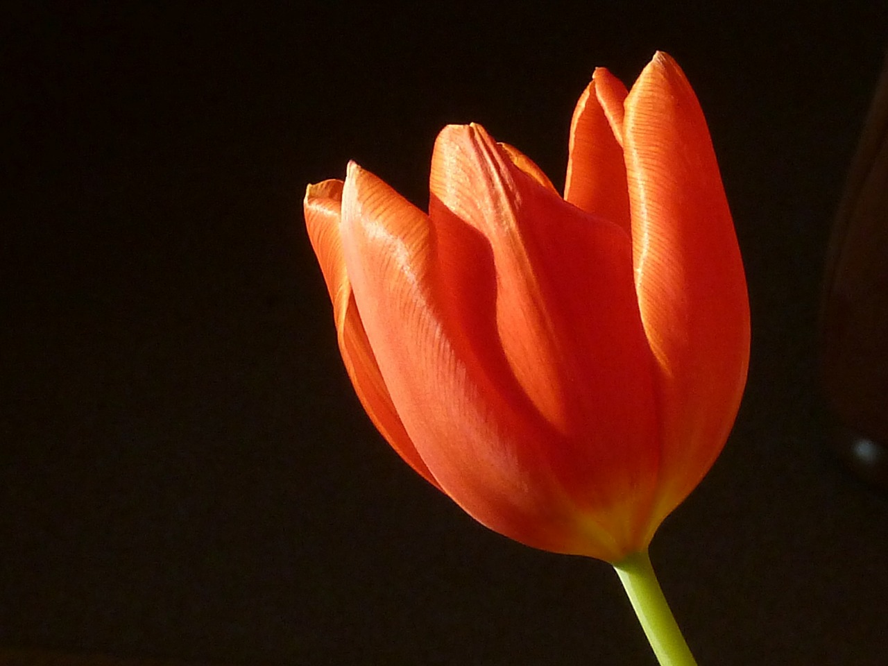 tulip red spring free photo