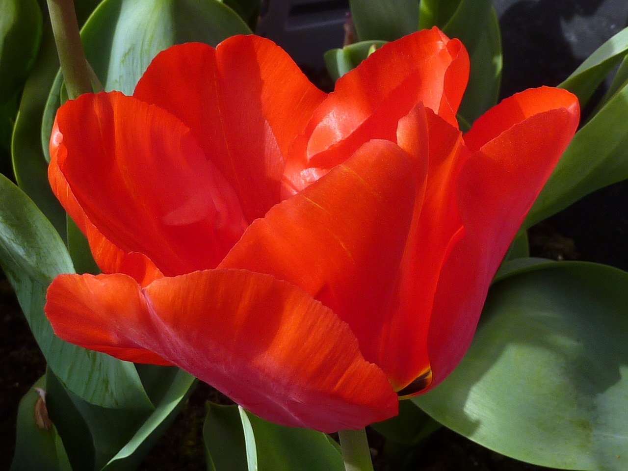 tulip flower red free photo