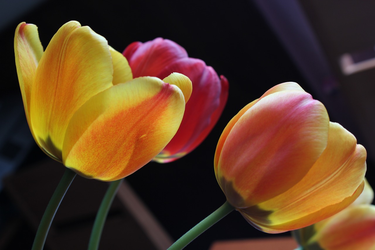 tulip flowers plants free photo