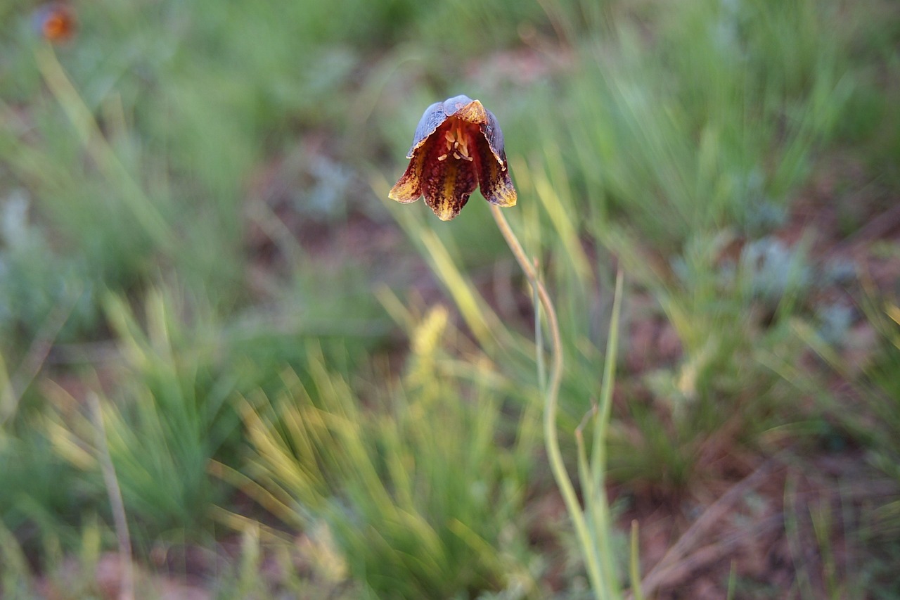 tulip spring steppe free photo