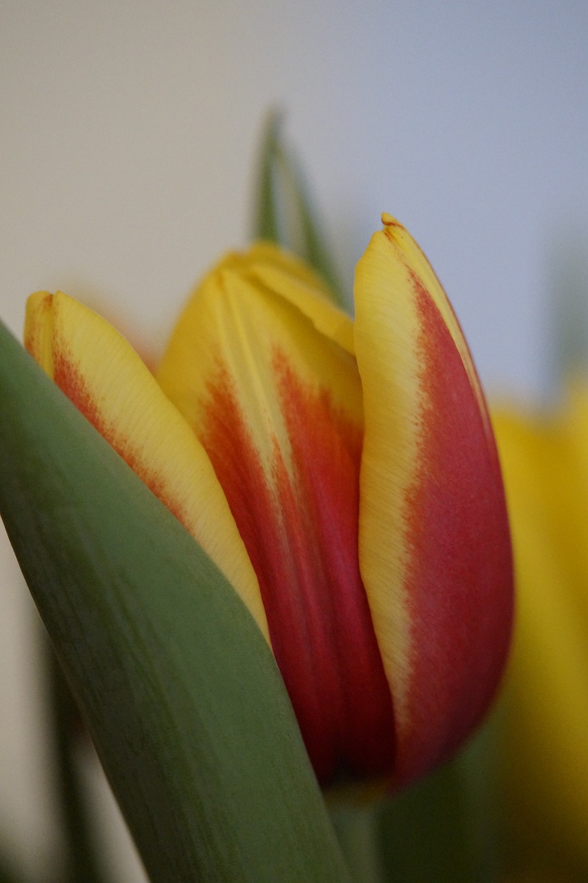 tulip spring close free photo