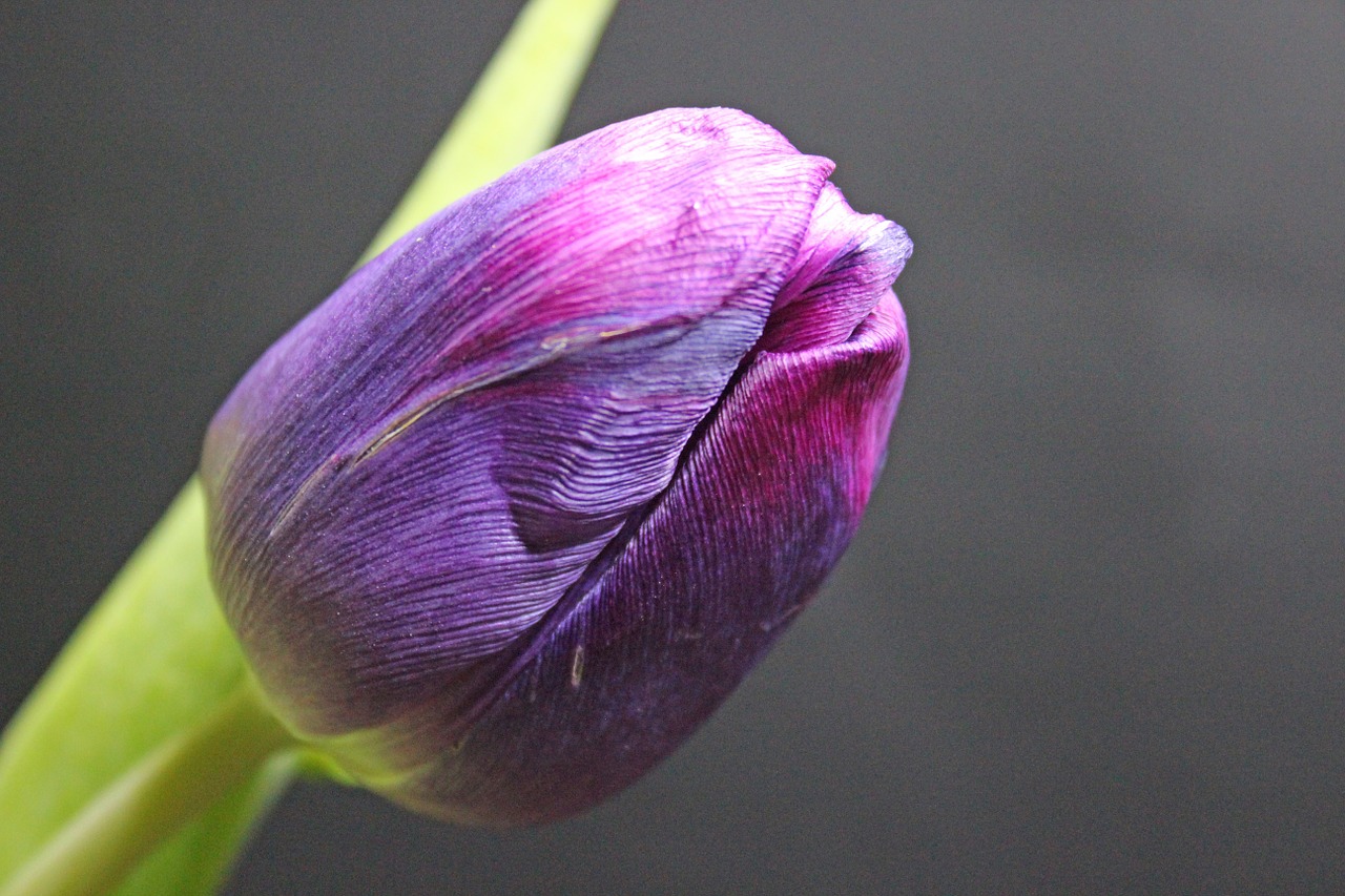 tulip spring flower free photo