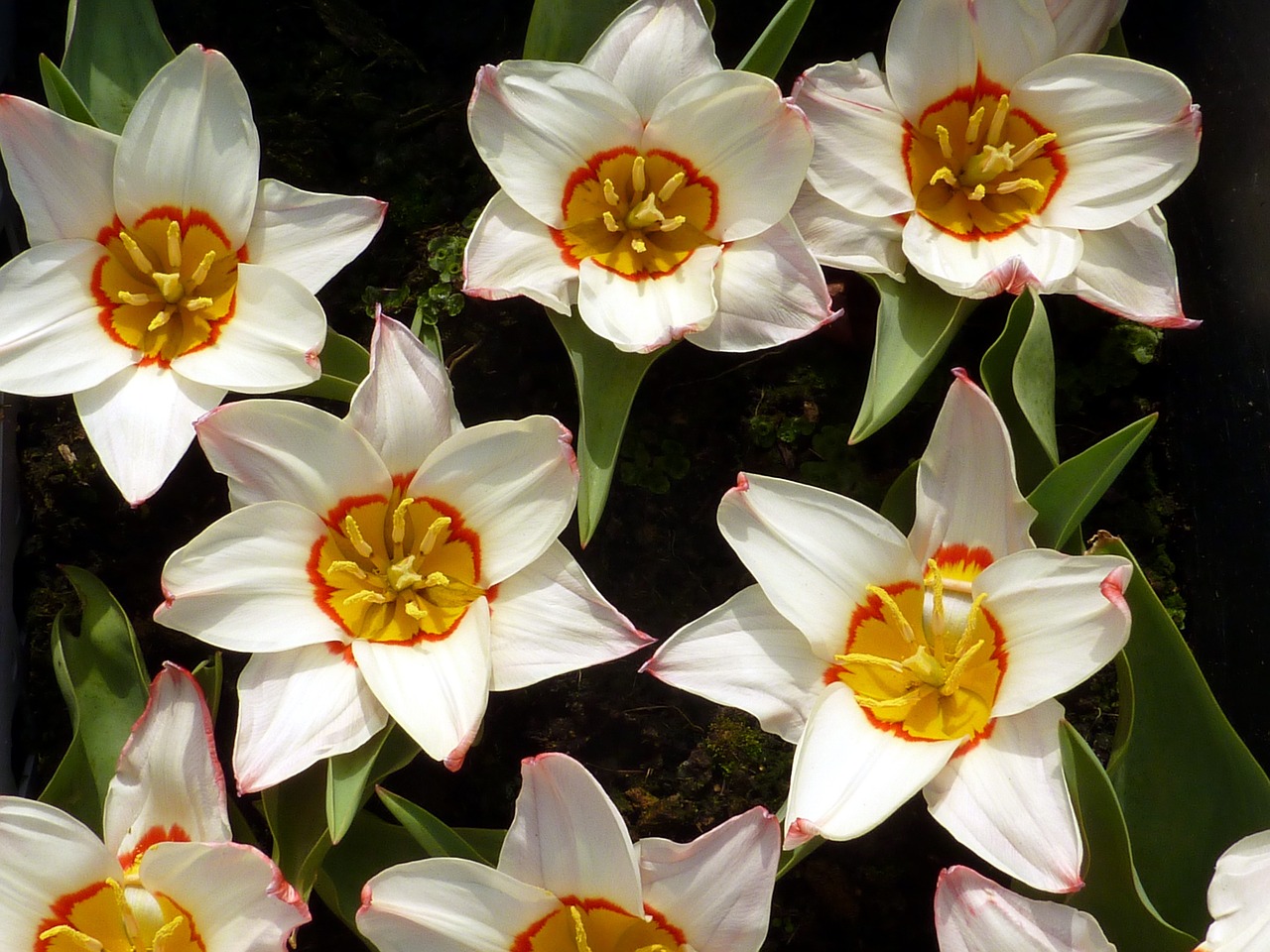 tulip spring white free photo