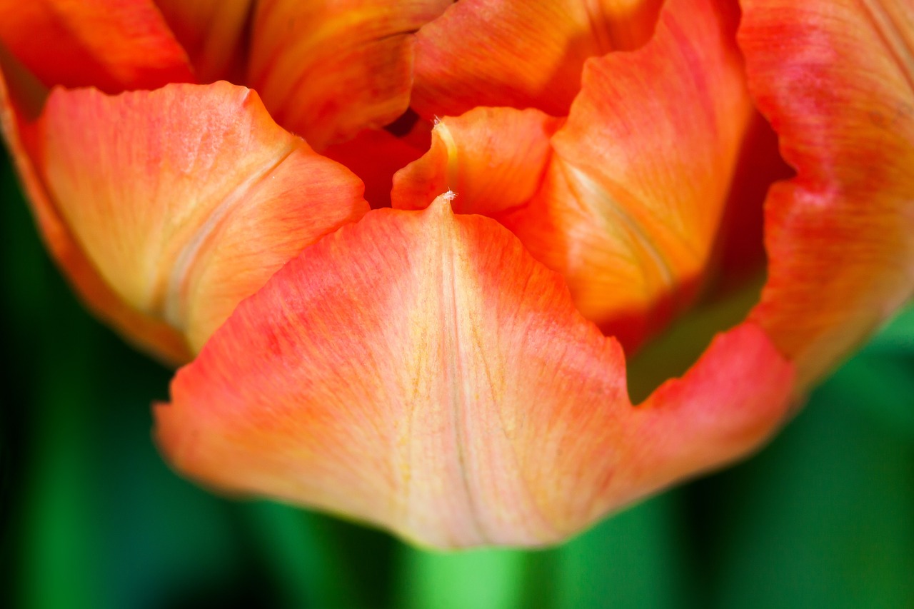 tulip spring nature free photo