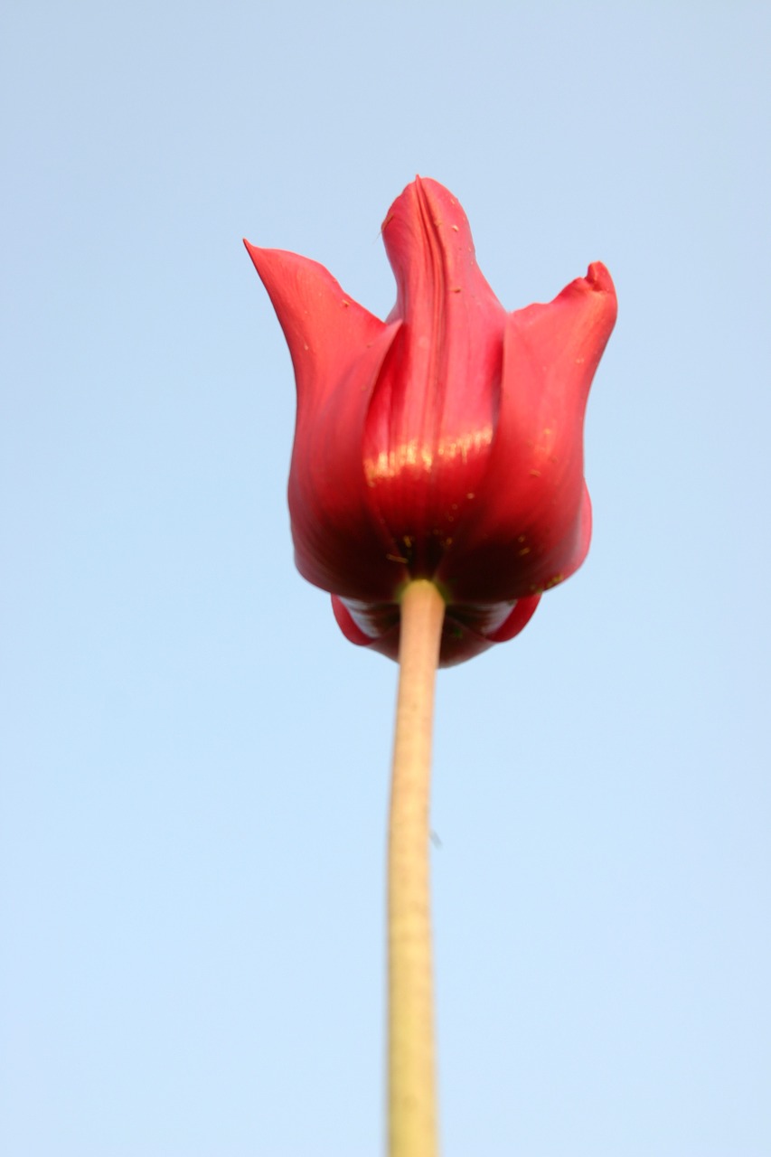 tulip macro power free photo