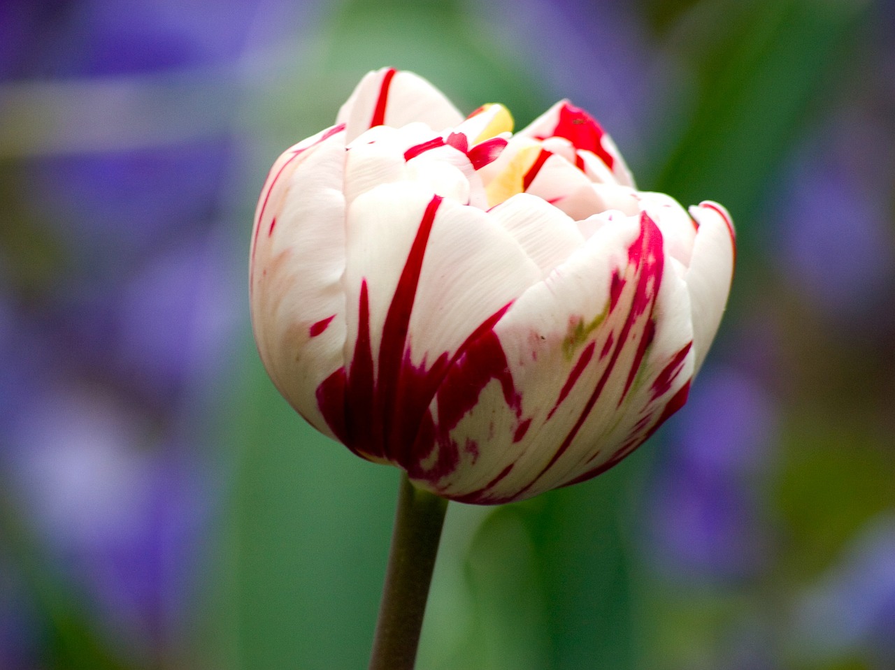 tulip flower macro free photo