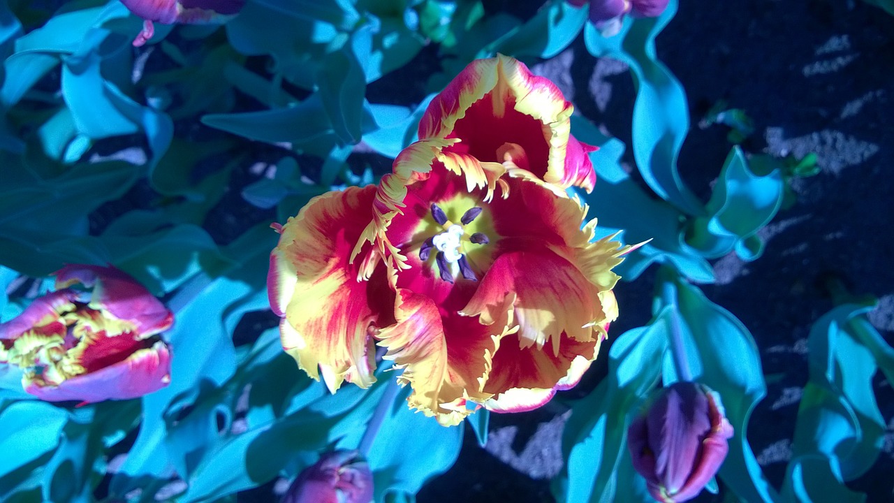 tulip flower color free photo