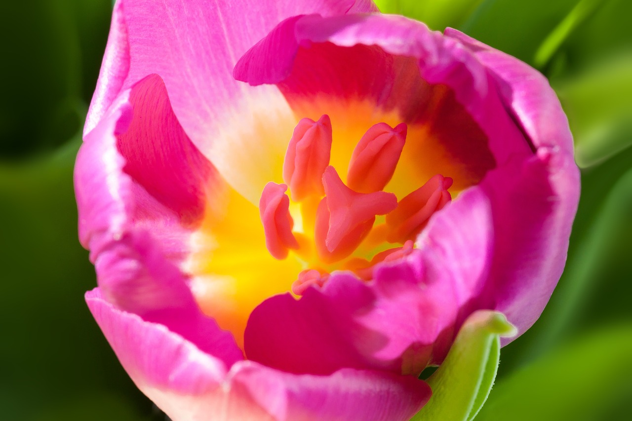 tulip spring macro free photo