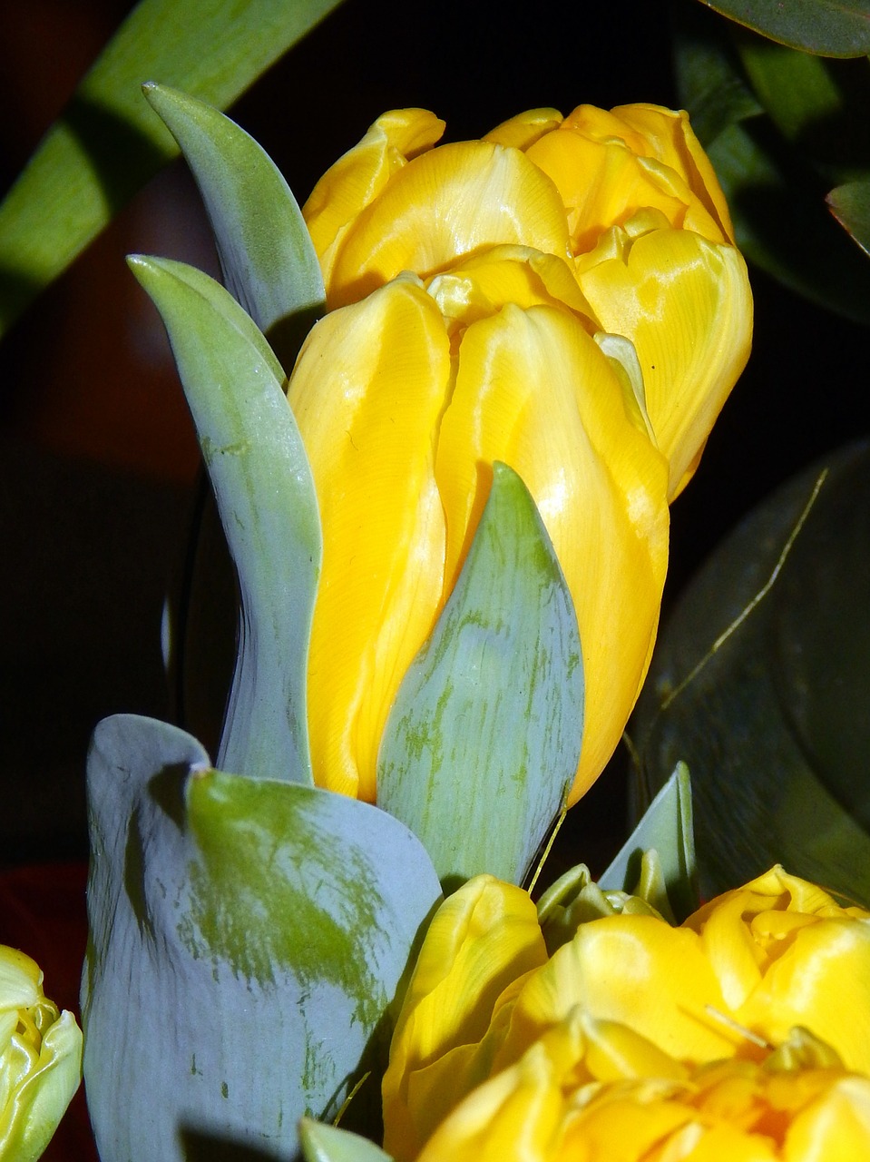 tulip yellow spring free photo