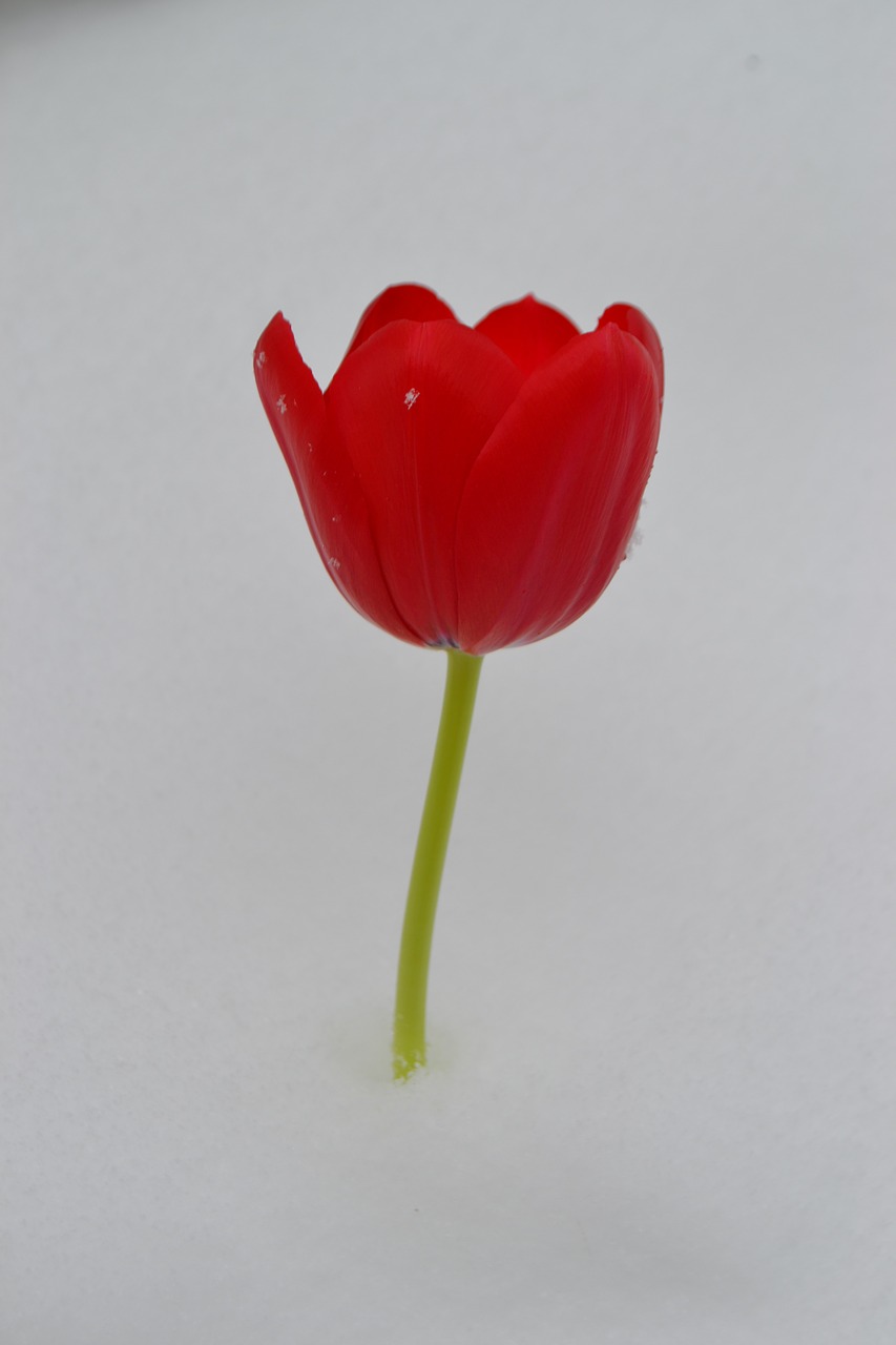 tulip flower winter free photo