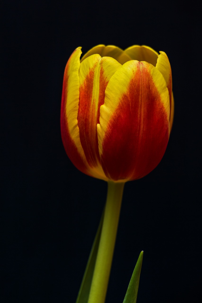 tulip flower plant free photo