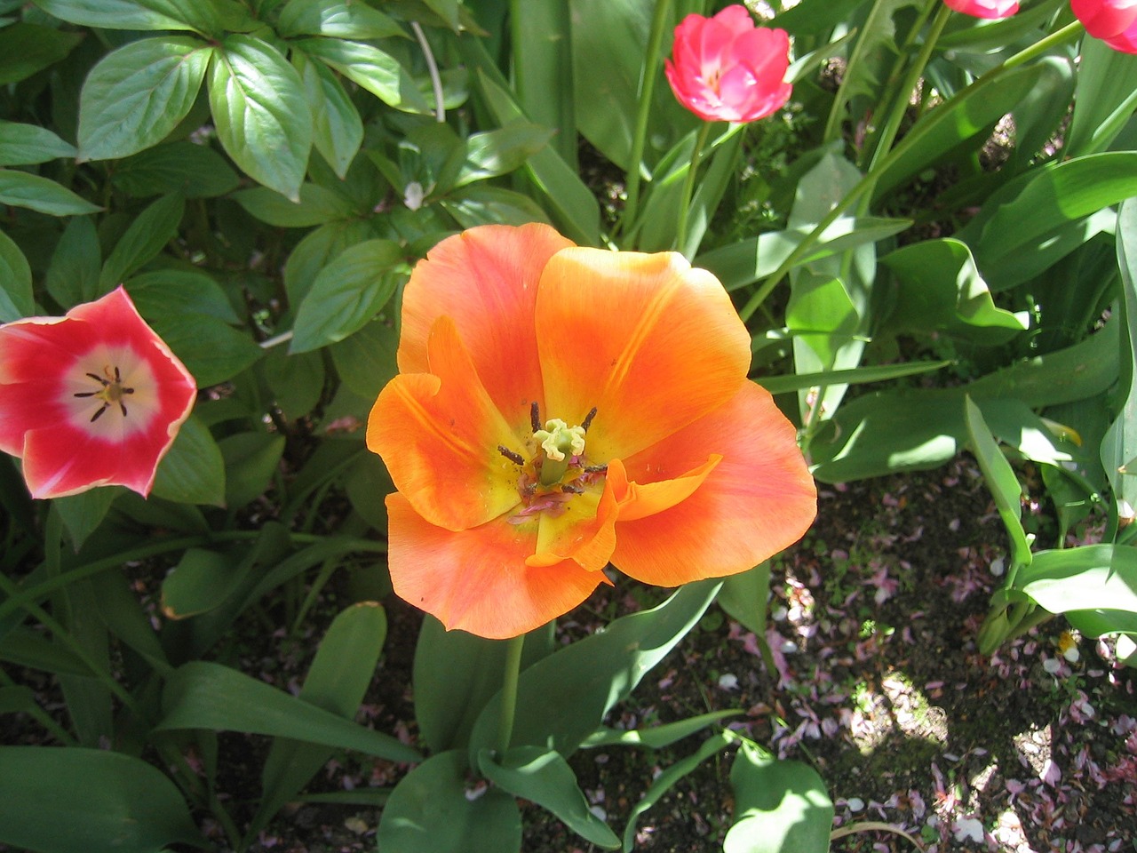 tulip blossomed nature free photo