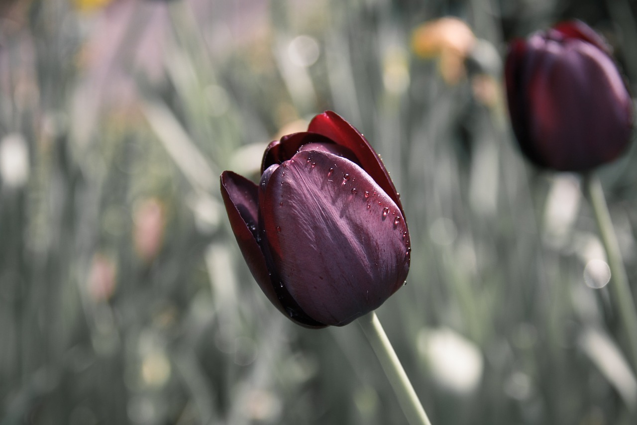 tulip flower drip free photo