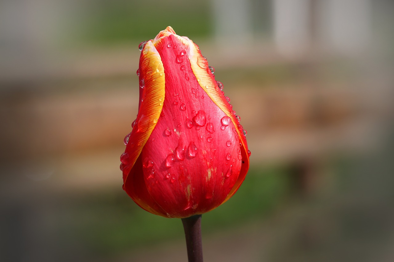 tulip red yellow free photo