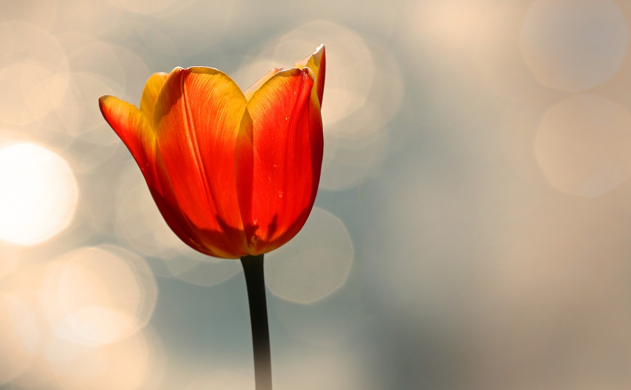 tulip red yellow free photo