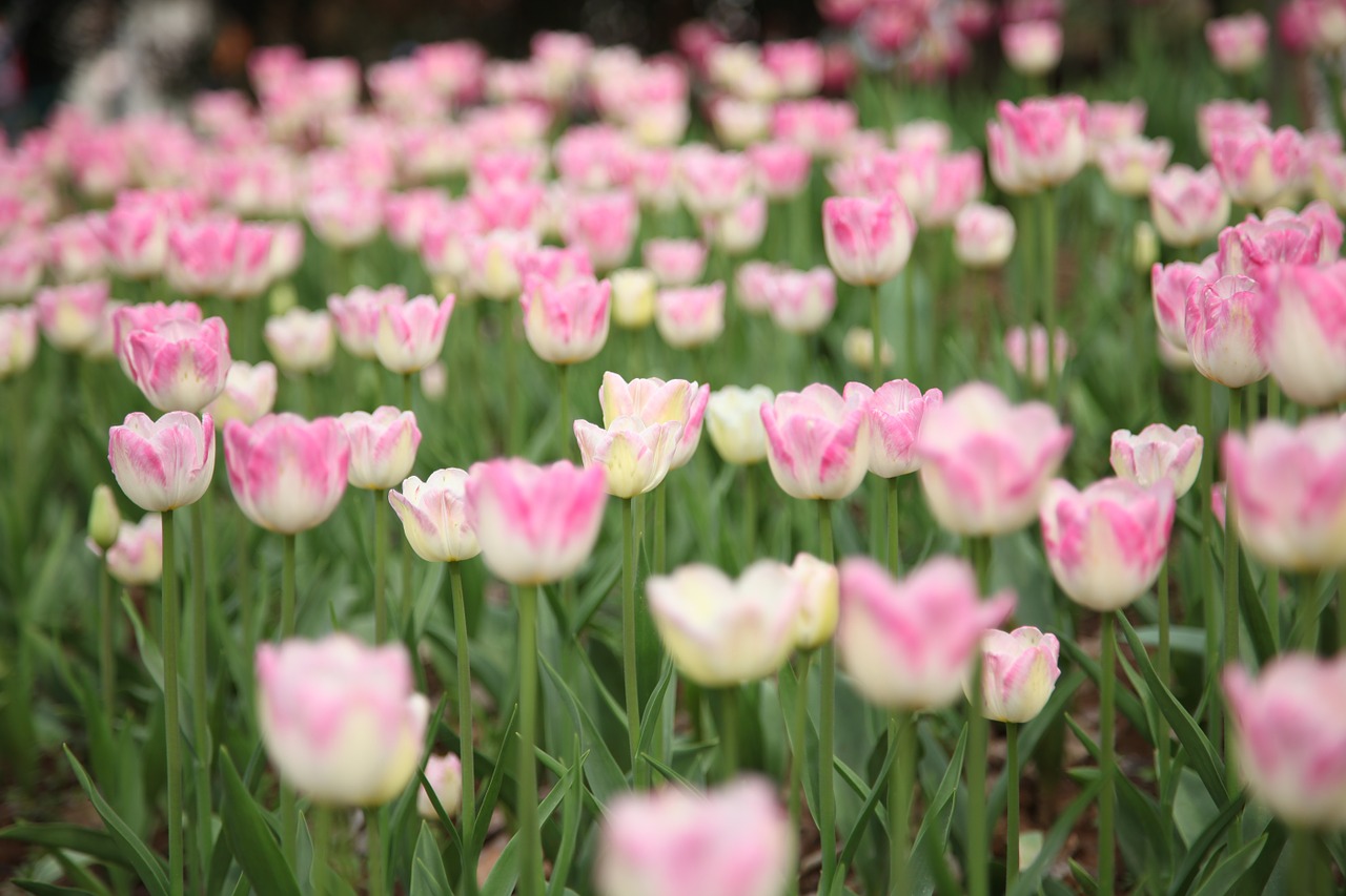 tulip flowers flower free photo