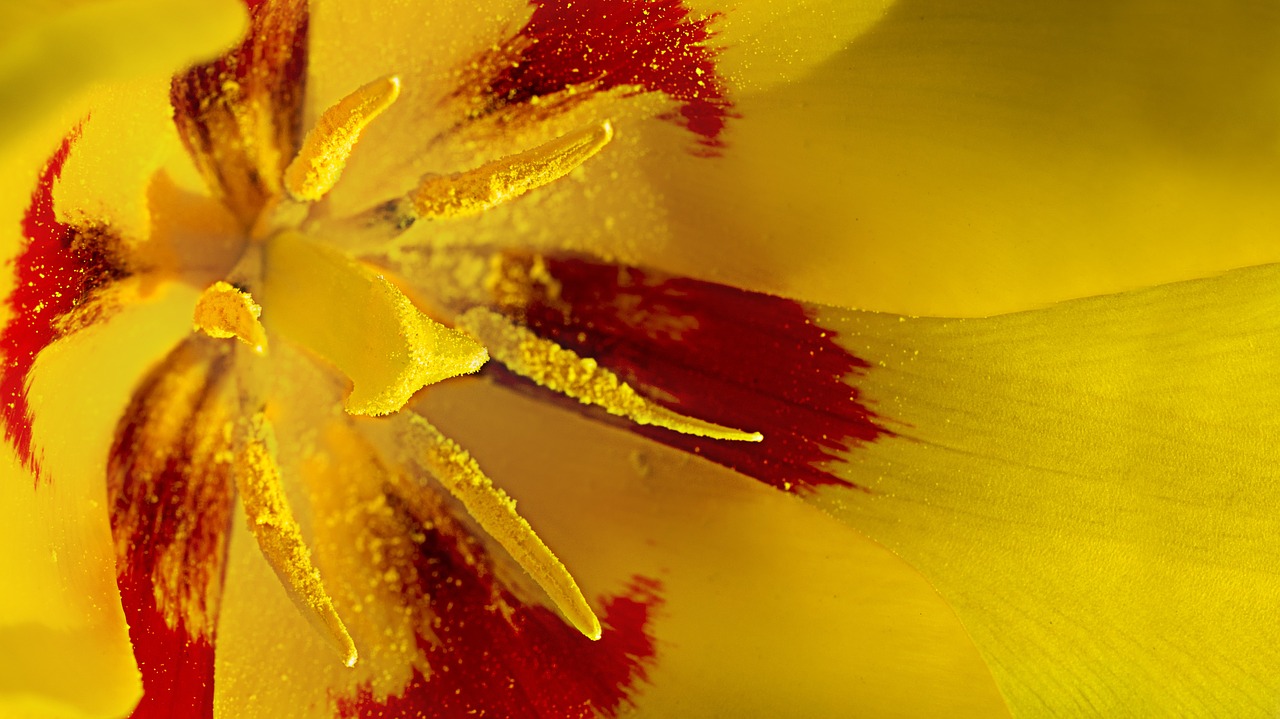 tulip flower spring free photo