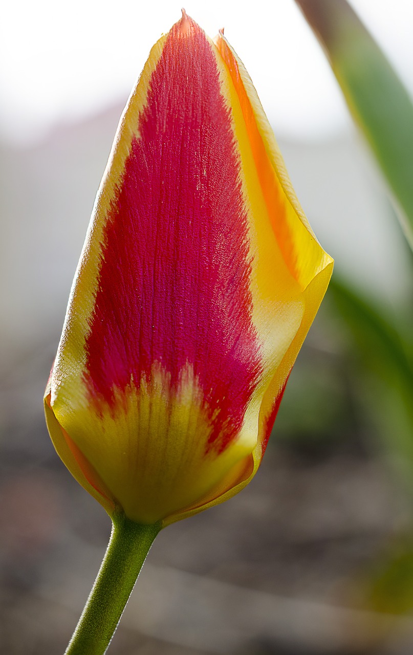 tulip flower spring free photo